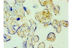 Immunohistochemistry of paraffin-embedded human placenta tissue using ABIN7168889 at dilution of 1:100 (SHMT1 anticorps  (AA 324-483))