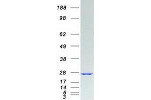 Validation with Western Blot