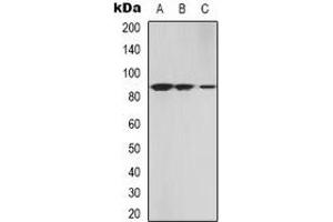 Western blot analysis of cGK 2 expression in A549 (A), NIH3T3 (B), HEK293T (C) whole cell lysates.
