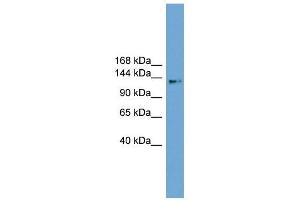 CCDC146 antibody used at 1 ug/ml to detect target protein. (CCDC146 anticorps  (Middle Region))