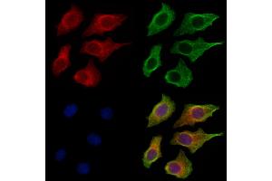 ABIN7094504 and ABIN7098553 staining HepG2 cells by IF/ICC.