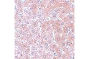 Immunohistochemistry (IHC) image for anti-Anaphase Promoting Complex Subunit 4 (ANAPC4) (N-Term) antibody (ABIN1031231) (ANAPC4 anticorps  (N-Term))