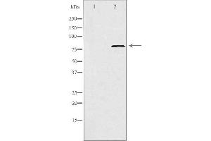 Western blot analysis of extracts from HeLa cells, using POLI antibody. (POLI anticorps  (N-Term))