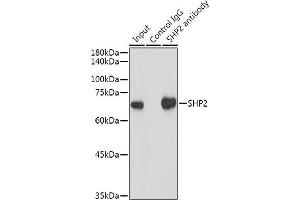 Immunoprecipitation analysis of 300 μg extracts of HeLa cells using 3 μg SHP2 antibody (ABIN7269704).