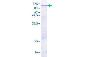 Image no. 1 for Colony Stimulating Factor 1 (Macrophage) (CSF1) (AA 1-554) protein (GST tag) (ABIN1350490)