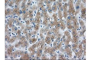 Immunohistochemical staining of paraffin-embedded liver tissue using anti-CYP1A2 mouse monoclonal antibody. (CYP1A2 anticorps)