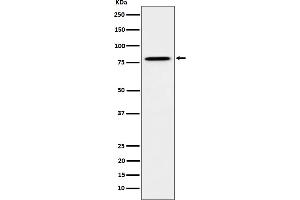 Western blot analysis of MUTA expression in HeLa cell lysate.
