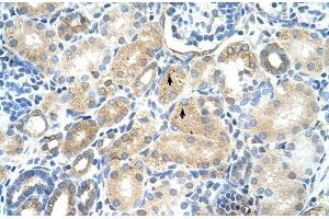 Rabbit Anti-MAT1A Antibody  Paraffin Embedded Tissue: Human Kidney Cellular Data: Epithelial cells of renal tubule Antibody Concentration: 4. (MAT1A anticorps  (N-Term))