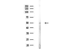 anti-Natural Killer Cell Cytotoxicity Receptor 3 Ligand 1 (NCR3LG1) (C-Term) antibody