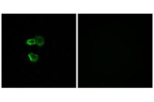 Immunofluorescence analysis of MCF-7 cells, using OR56B4 antibody. (OR56B4 anticorps  (C-Term))