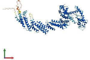 AlphaFold protein structure predicition of Mouse Recombinant Cul1 Protein, UniprotID Q9WTX6