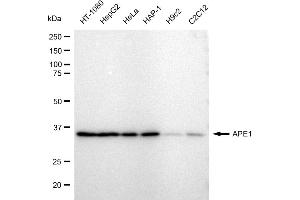Western blotting analysis using APE1 antibody (ABIN7797636). (Recombinant APEX1 anticorps)