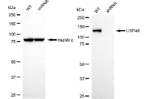 Western blotting analysis using USP48 antibody (ABIN7800736). (USP48 anticorps)