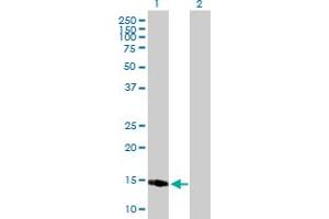 Western Blot analysis of PPP1R1C expression in transfected 293T cell line by PPP1R1C MaxPab polyclonal antibody.