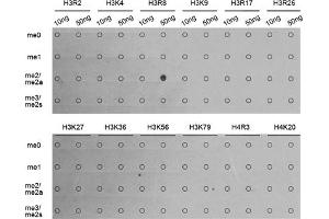 Dot-blot analysis of all sorts of methylation peptides using Asymmetric DiMethyl-Histone H3-R8 antibody (ABIN3017485, ABIN3017486, ABIN3017487 and ABIN6220109). (Histone 3 anticorps  (H3R8me2))