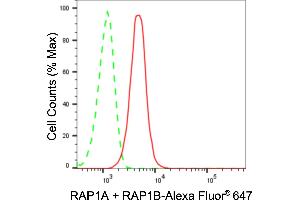Flow cytometric analysis of RAP1A + RAP1B expression in HeLa cells using RAP1A + RAP1B antibody (ABIN7800133), 1:2,000). (Recombinant RAP1A + RAP1B anticorps)