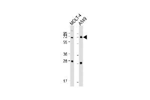 All lanes : Anti-NEIL3 Antibody (Center) at 1:1000-1:2000 dilution Lane 1: MOLT-4 whole cell lysate Lane 2: A549 whole cell lysate Lysates/proteins at 20 μg per lane. (NEIL3 anticorps  (AA 292-320))