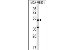 TRIM10 Antibody (C-term) (ABIN656628 and ABIN2845874) western blot analysis in MDA-M cell line lysates (35 μg/lane). (TRIM10 anticorps  (C-Term))
