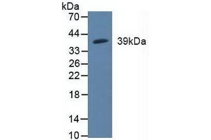 Figure. (MAP2K3 anticorps  (AA 99-343))