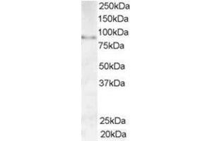 Image no. 1 for anti-A Kinase (PRKA) Anchor Protein 3 (AKAP3) (C-Term) antibody (ABIN374415) (AKAP3 anticorps  (C-Term))