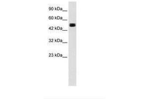 Image no. 1 for anti-Chloride Channel, Voltage-Sensitive 6 (CLCN6) (AA 215-264) antibody (ABIN202324) (CLCN6 anticorps  (AA 215-264))