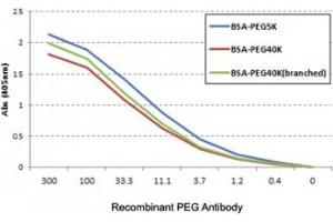 ELISA of three different PEGylated BSAs using the recombinant PEG antibody. (Recombinant PEG anticorps)
