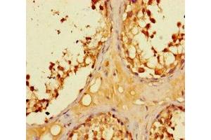 Immunohistochemistry of paraffin-embedded human testis tissue using ABIN7158595 at dilution of 1:100