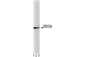 Western blot analysis of DEK on a Jurkat cell lysate. (DEK anticorps  (AA 19-169))