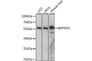 Western blot analysis of extracts of various cell lines, using IMPDH2 antibody (ABIN7267853) at 1:1000 dilution. (IMPDH2 anticorps  (AA 215-514))