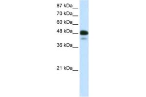 Western Blotting (WB) image for anti-Neurogenic Differentiation 2 (NEUROD2) antibody (ABIN2460361) (NEUROD2 anticorps)
