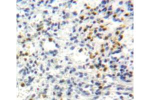 IHC-P analysis of spleen tissue, with DAB staining. (Perforin 1 anticorps  (AA 40-355))
