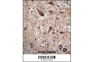 PTN Antibody immunohistochemistry analysis in formalin fixed and paraffin embedded human brain tissue followed by peroxidase conjugation of the secondary antibody and DAB staining. (Pleiotrophin anticorps  (C-Term))
