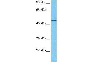 Host:  Rabbit  Target Name:  HSD11B2  Sample Tissue:  Human HepG2 Whole Cell  Antibody Dilution:  1ug/ml