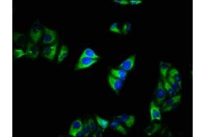 Immunofluorescence staining of Hela cells with ABIN7175577 at 1:200, counter-stained with DAPI.