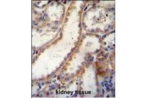 FKBP10 Antibody (C-term) B immunohistochemistry analysis in formalin fixed and paraffin embedded human kidney tissue followed by peroxidase conjugation of the secondary antibody and DAB staining. (FKBP10 anticorps  (C-Term))