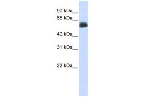 CEP55 antibody used at 1 ug/ml to detect target protein. (CEP55 anticorps  (Middle Region))