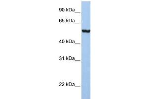 SLC39A5 antibody used at 1 ug/ml to detect target protein.