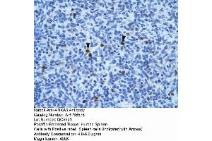 Human Spleen (Annexin A3 anticorps  (N-Term))