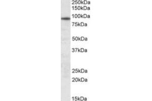 Western Blotting (WB) image for anti-Unc-45 Homolog B (UNC45B) (Internal Region) antibody (ABIN2464391) (UNC45B anticorps  (Internal Region))