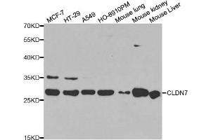 Western blot analysis of extracts of various cell lines, using CLDN7 antibody. (Claudin 7 anticorps)