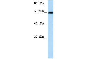 VMD2L2 antibody used at 1. (Bestrophin 4 anticorps  (N-Term))