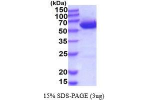 SDS-PAGE (SDS) image for UDP-Glucose 6-Dehydrogenase (UGDH) (AA 1-494) (Active) protein (His tag) (ABIN667140)