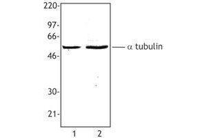 Western Blotting (WB) image for anti-alpha Tubulin (TUBA1) antibody (ABIN2660536) (alpha Tubulin anticorps)