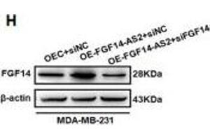 Knockdown of FGF14 partly impairs the FGF14-AS2 inhibitory effect on MDA-MB-231 cell migration and invasion.