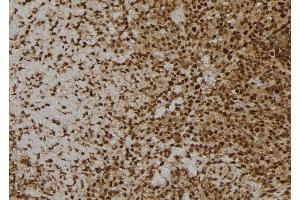 ABIN6256841 and ABIN6273600 at 1/100 staining Human spleen tissue by IHC-P. (MANSC1 anticorps  (Internal Region))