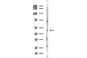 Western blot analysis of lysates from Mouse lung, using Beta Arrestin 2 Antibody at 1/1000 dilution.
