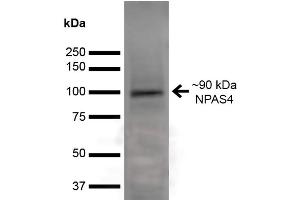 Western Blot analysis of Rat Brain showing detection of ~90 kDa NPAS4 protein using Mouse Anti-NPAS4 Monoclonal Antibody, Clone S408-79 (ABIN6932481). (NPAS4 anticorps  (AA 597-802) (Atto 488))