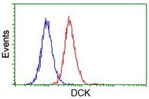 Flow cytometric Analysis of Hela cells, using anti-DCK antibody (ABIN2454439), (Red), compared to a nonspecific negative control antibody, (Blue). (DCK anticorps)