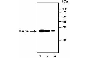 Western blot analysis of maspin in A- 431 human epidermal carcinoma cell lysates.