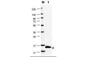 Western blot using  anti-Human GM-CSF antibody shows detection of a band ~15 kDa in size corresponding to recombinant human GM-CSF (lane 1). (GM-CSF anticorps)